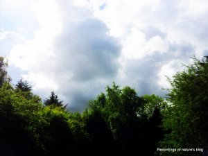 The summer clouds and green tree tops